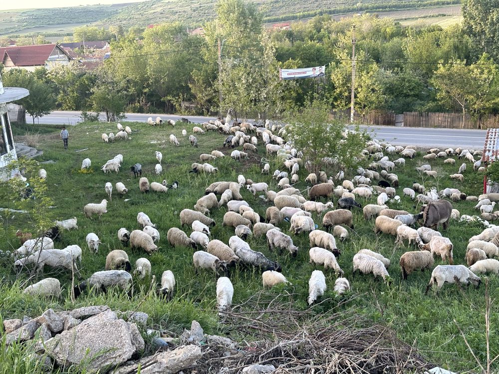 Oi si miei de vinzare turcane,carabasi etc