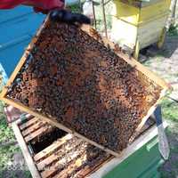 Пчелни рамки с пило и пчели ЛР корпусни. Район Ямбол - Ст.Загора