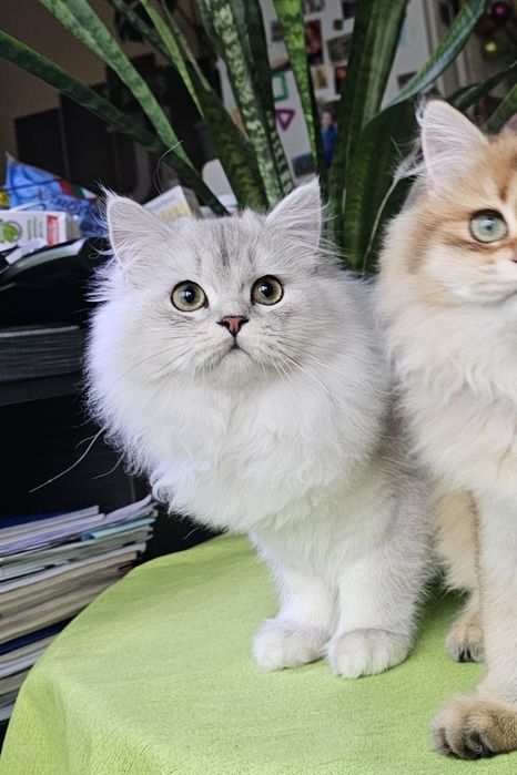 Британски дългокосмести котенца
