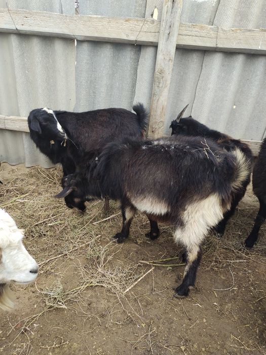 Осы Алпи  теке сатылады!!