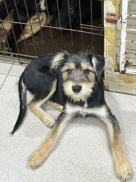 Щенок Жужа ищет дом