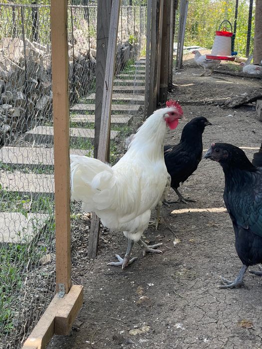 Cocosi Australorp negru si alb, 8 luni