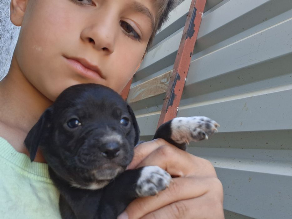 Donez cainii 3 fete 3 baieti