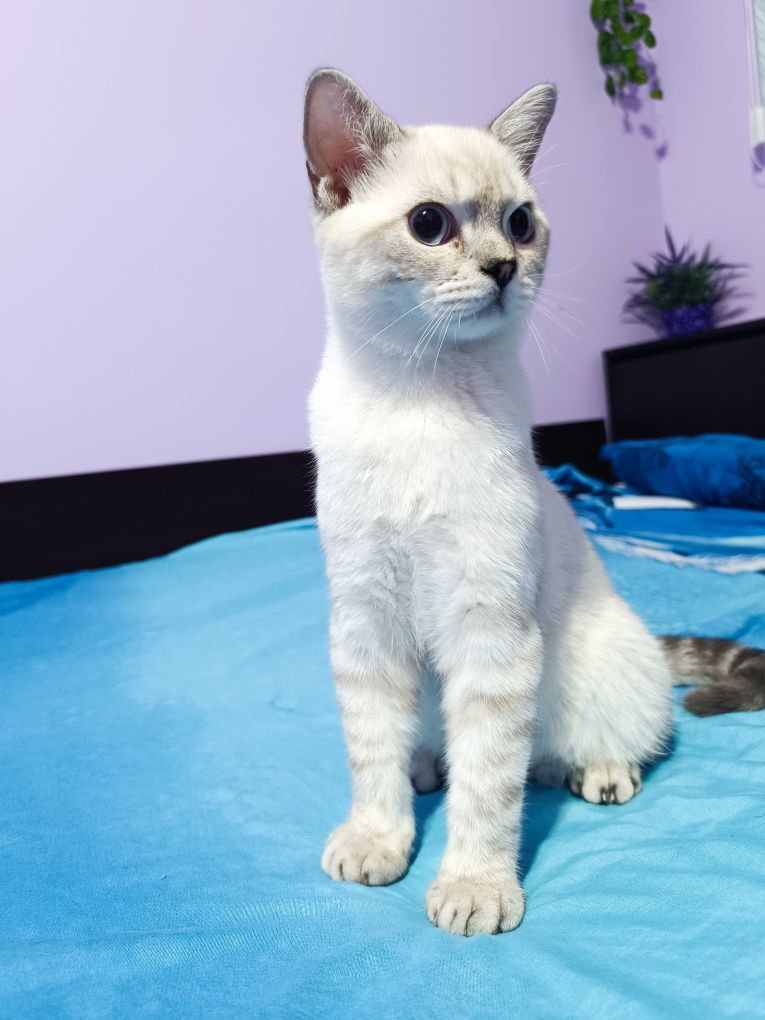 Мъжко британско коте