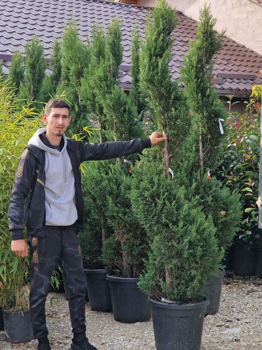 Plante Ornamentale