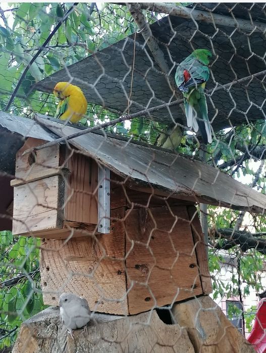 Vând papagali cântători