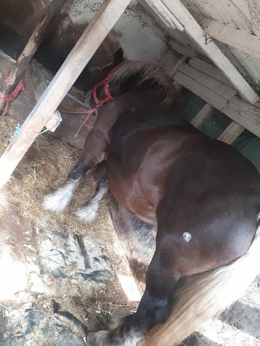 Manz ciocolatiu greu