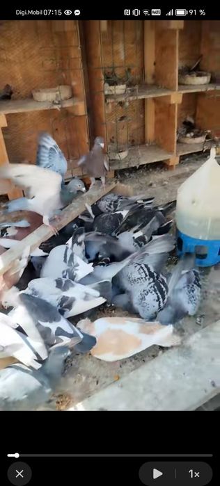 Vând porumbei voiajori și ornament