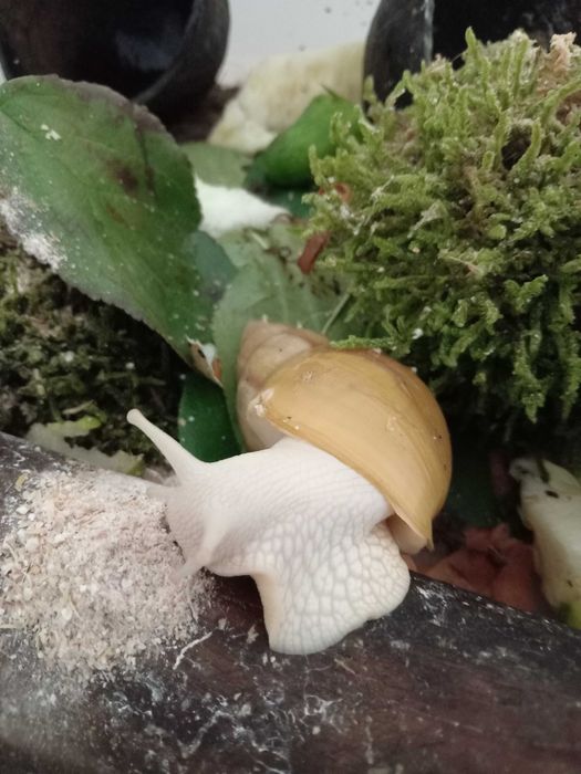 Домашние улиточки Ахатины