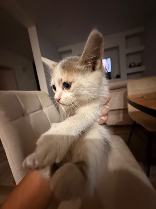 Отдам котенка в добрые руки! Красивый здоровый котенок!