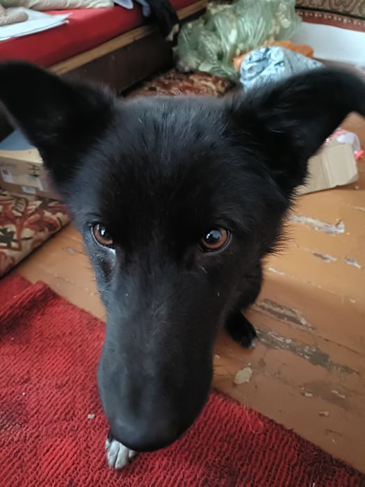 Срочно Отдам в хорошие руки