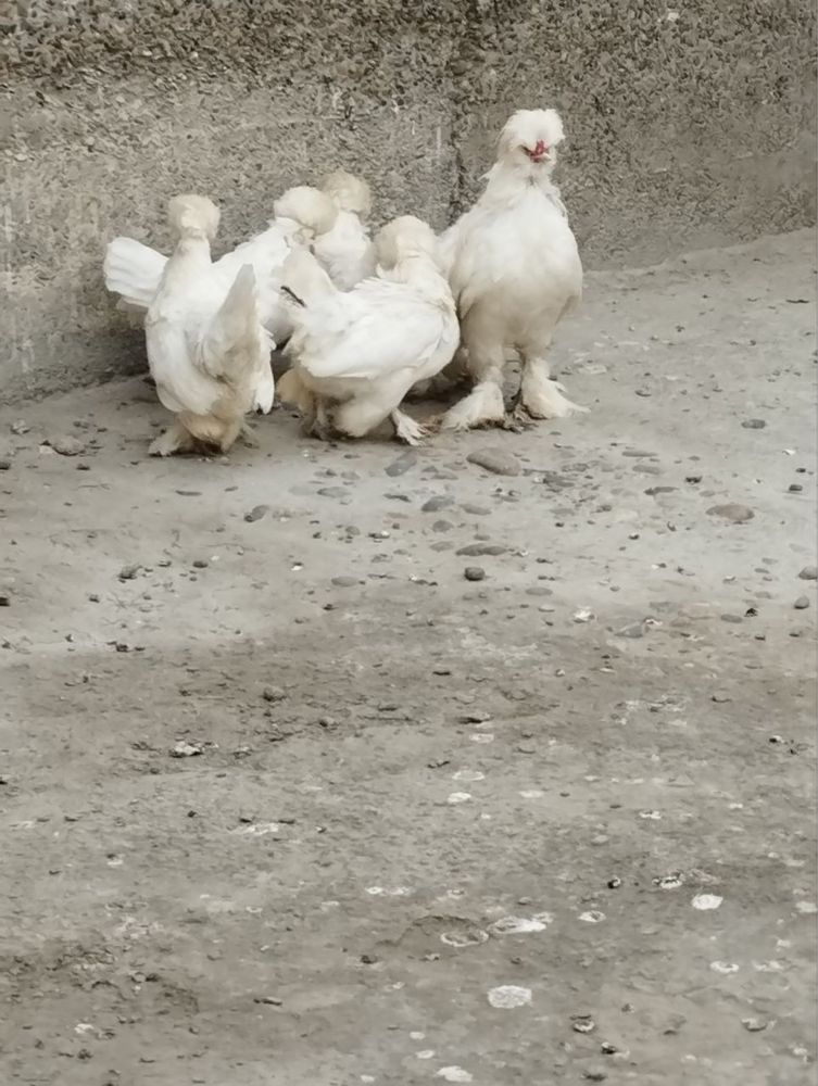 Yapon tovuqlar sotiladi