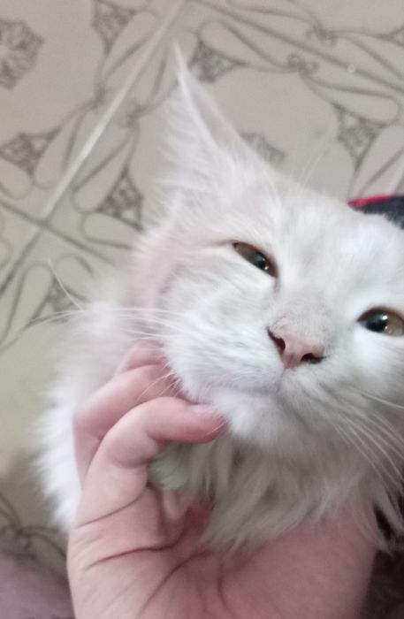 Qiz 1,2 yosh angarskiy parada yaxshi qollarga topshira man