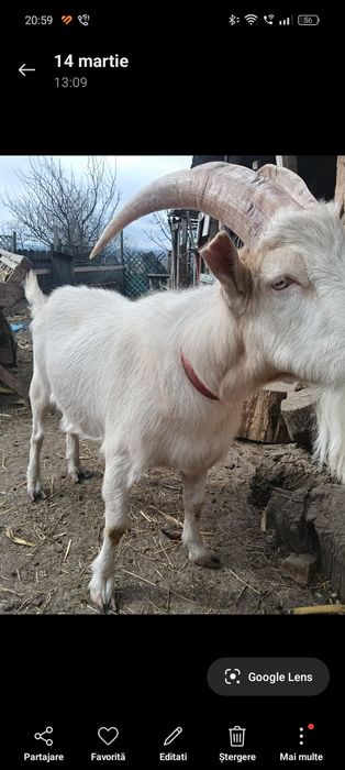 De vânzare țap saanen sau schimb