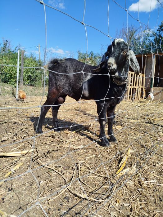 Piese unice la preț redus