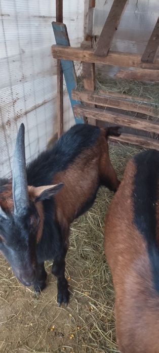 Vînd 2 Țapi alpin francez