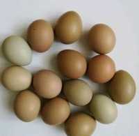 Продается яйцо фазана для инкубации и суточные фазанята.