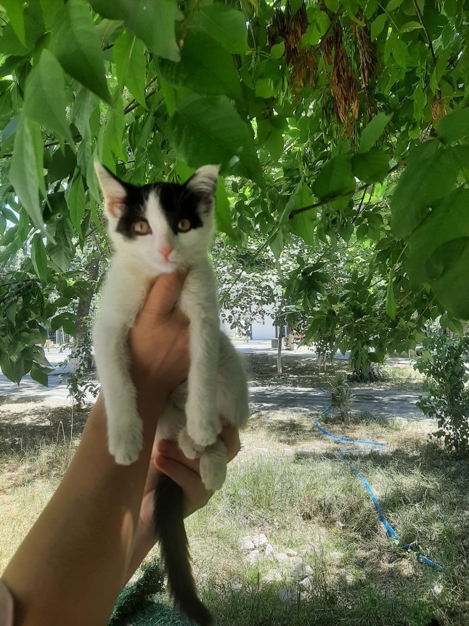 Котята даром в хорошие руки