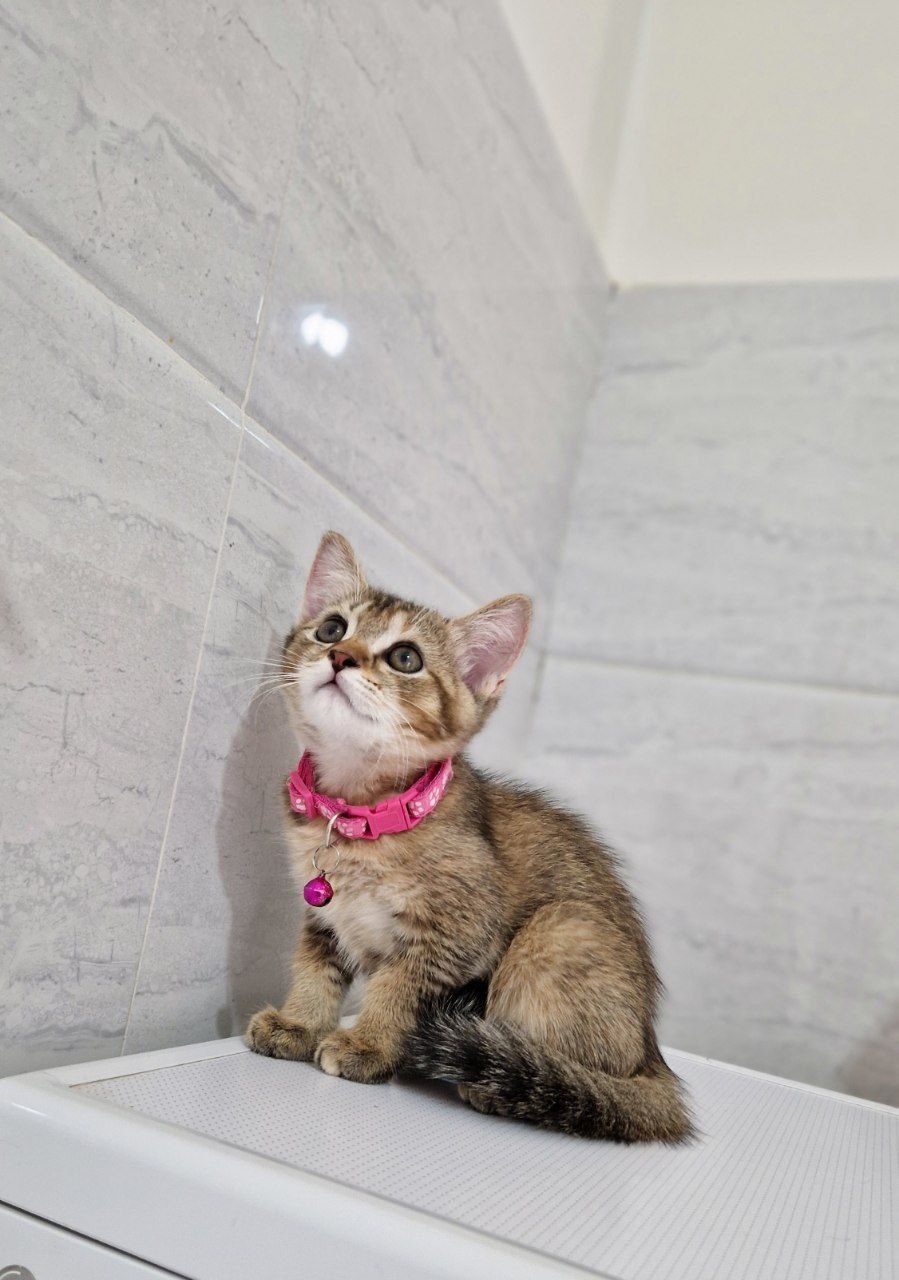 Мушук  котята  шиншилла