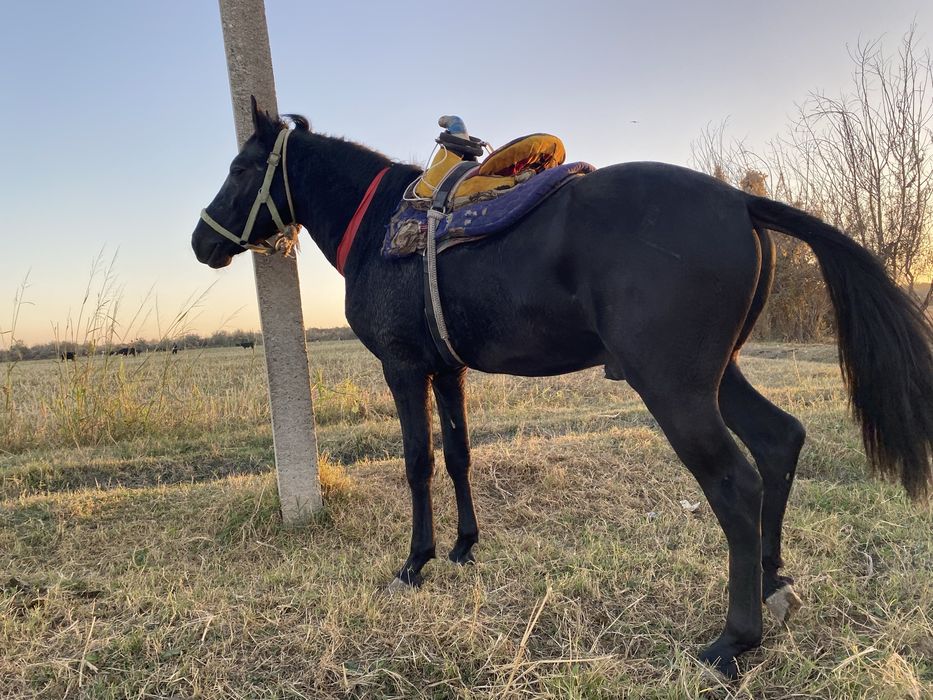 Qora bayir zoti yoshi 2.5 yosh