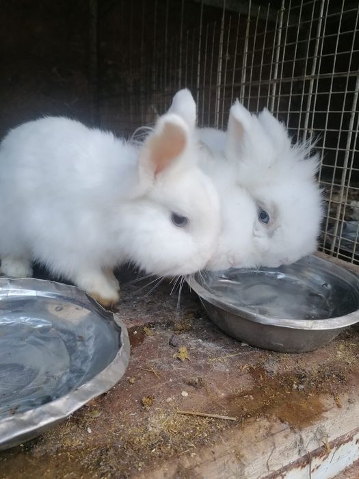 Iepurasi de companie