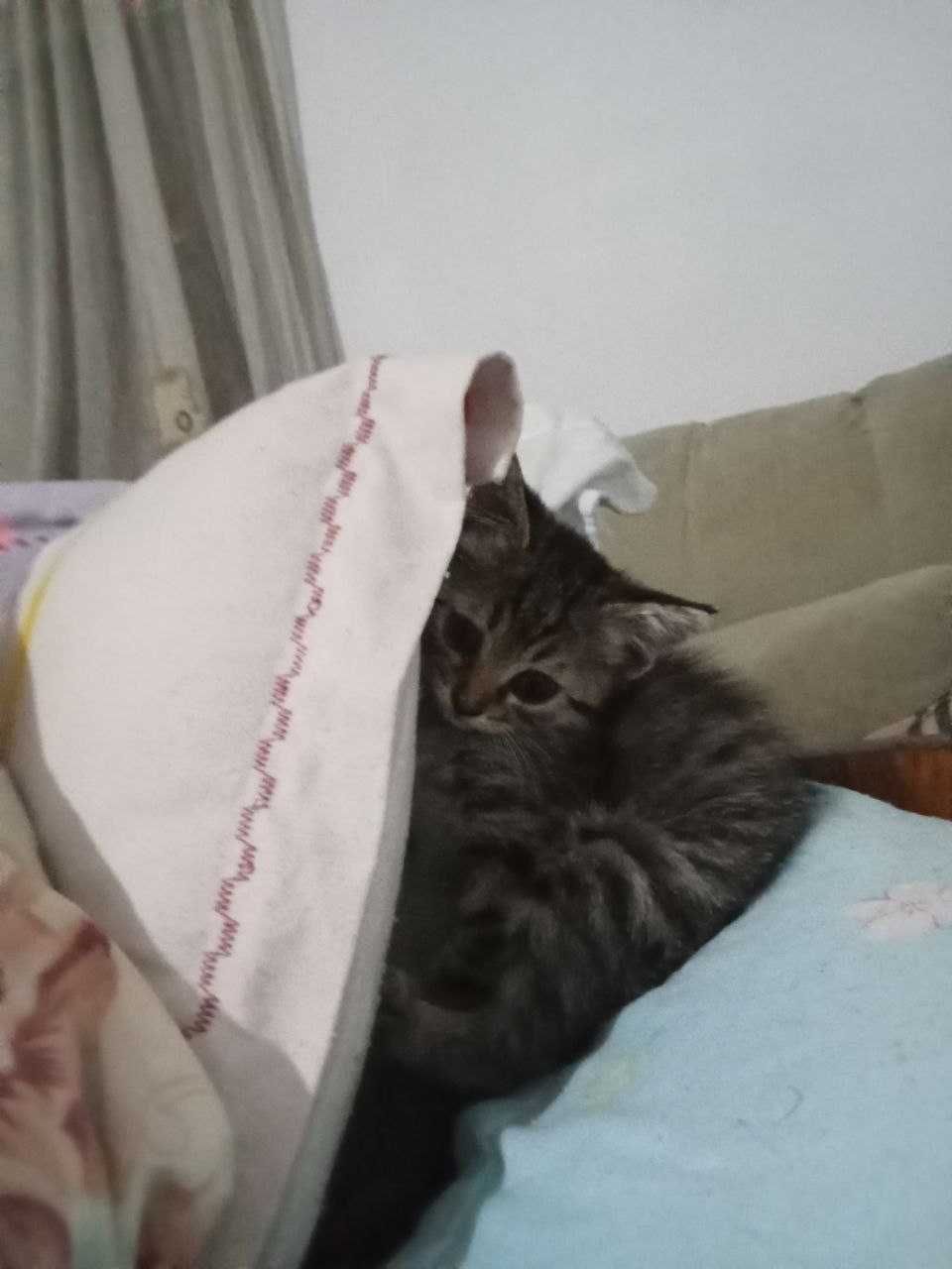 Бесплатно! Котята 3 месяца. Приучены к лотку