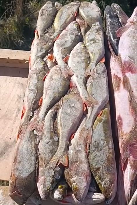 Рыба речная оптом