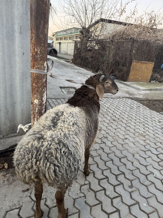 Qoʻylar Qoylar sotiladi 1 kgsi 85000 min soʻm