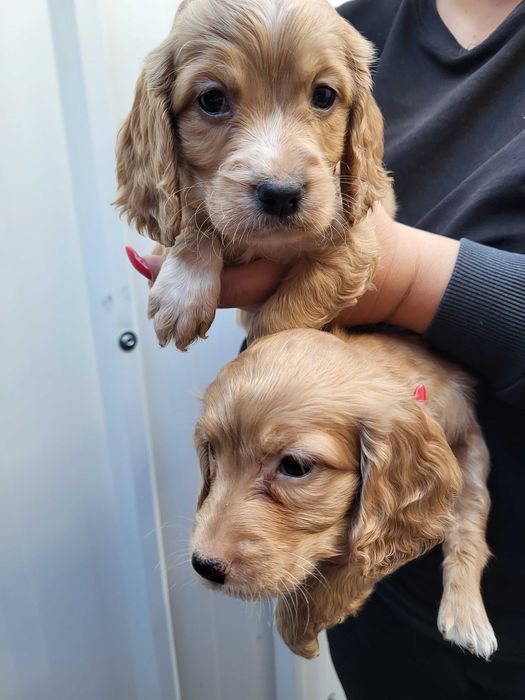 Продавам кокер шпаньол