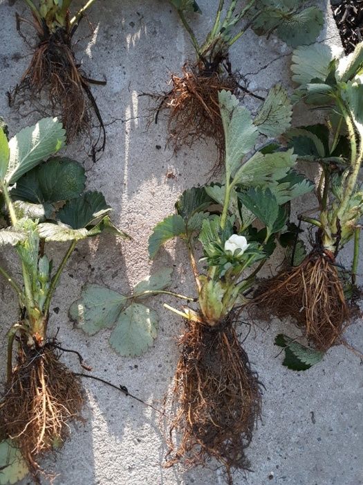 Smochini pe rod stoloni capsuni remontanti butasi mur Thornfree