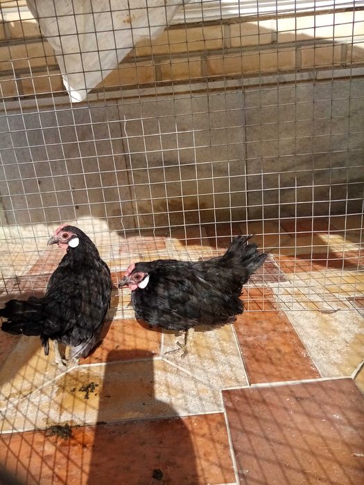 Бентам Японча сотилади