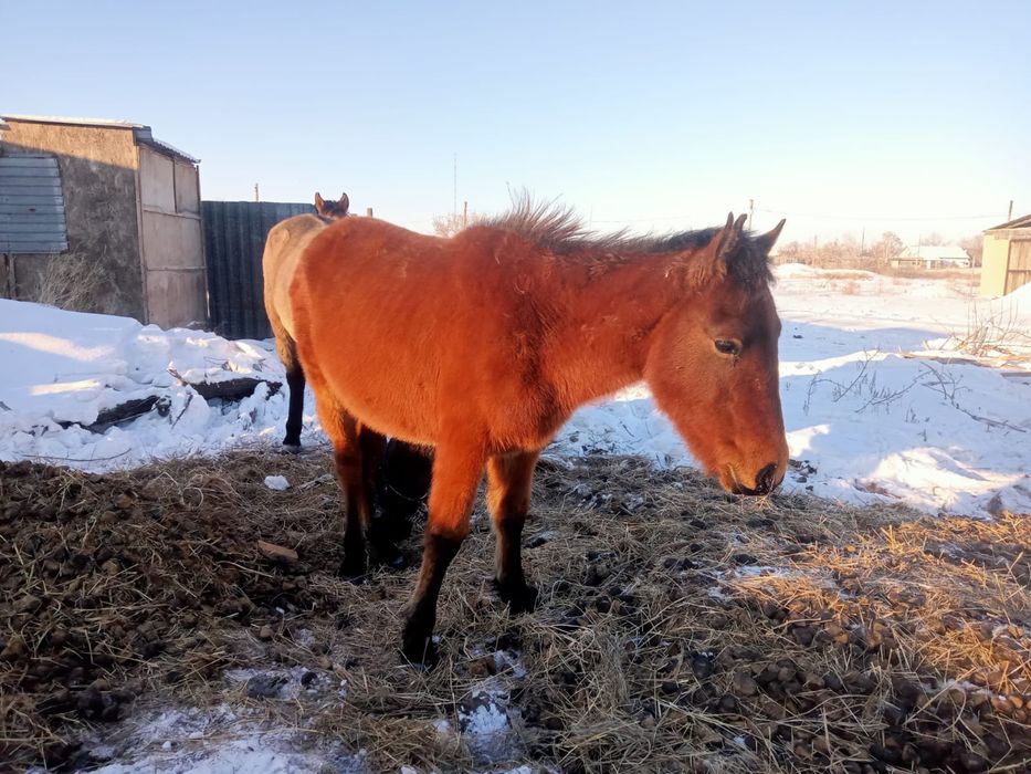 Продается тай (лошадь) по 250 тыс