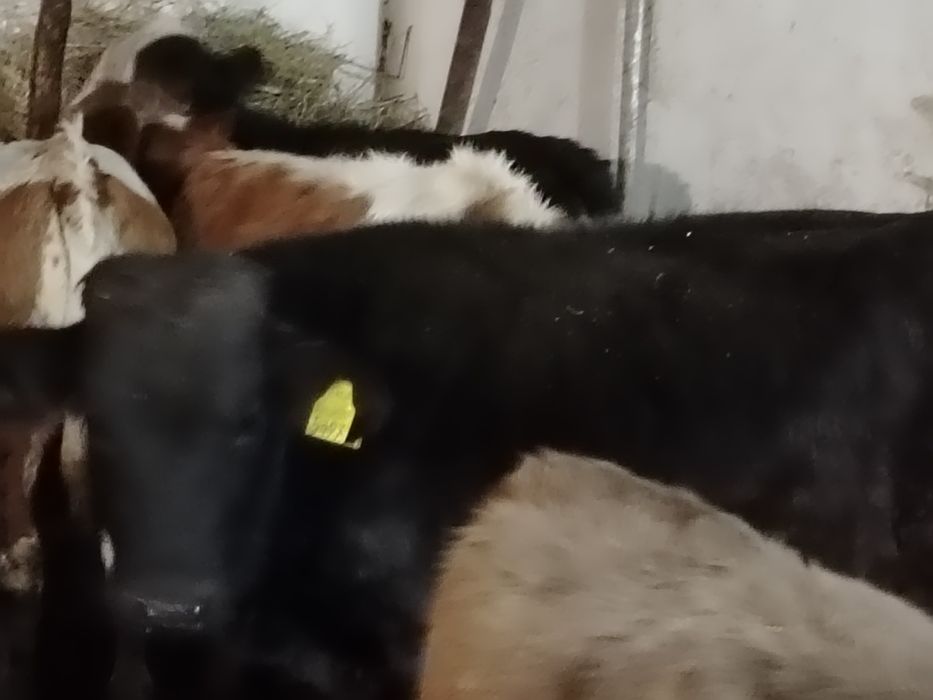 Tauri și vitele baltati și angus