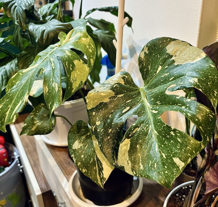 Monstera thai constellation