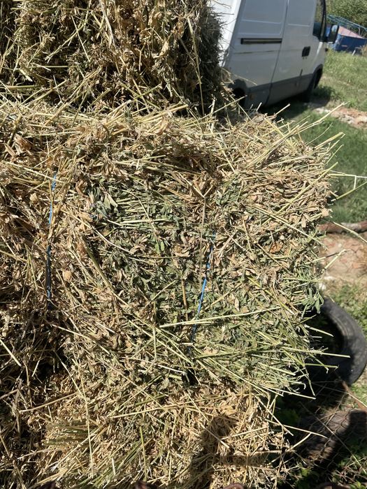 Baloti Lucerna de anul acesta OFER TRANSPOR