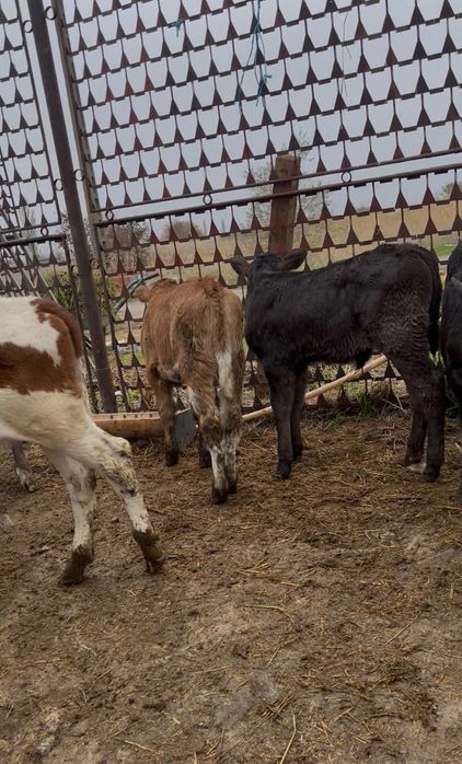 Vand lot de 10 vitele de rasă bună