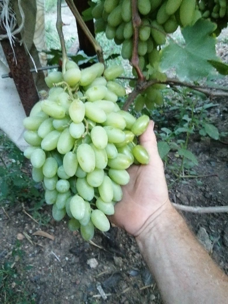 Саженцы винограда вегетирующие