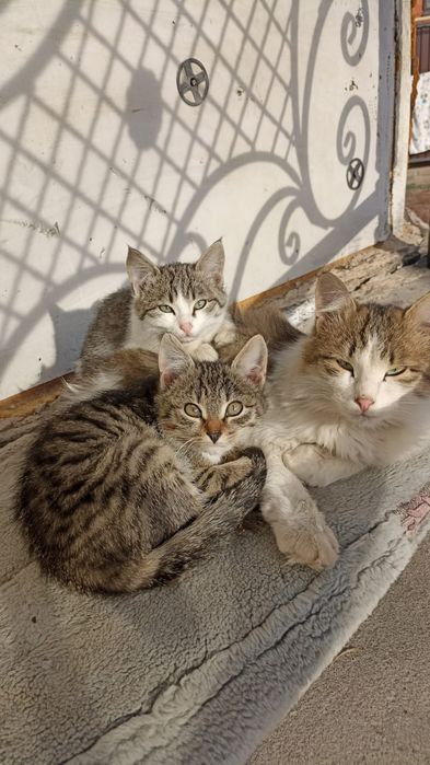 Отдам кошку с котятами