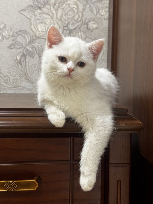 Британский котенок