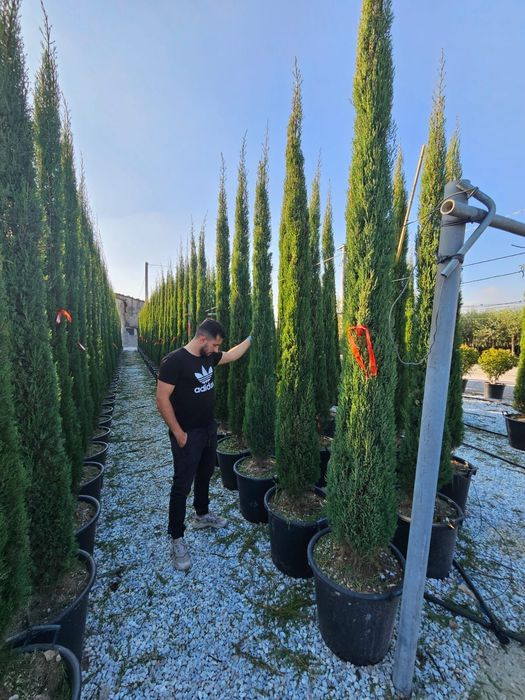 Cupressus sempervires toate dimensiunile Transport inclus