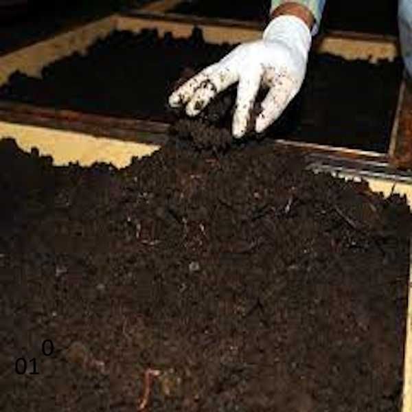 Rame rosu de California (Eisenia fetida) ORIGINALE pentru vermicompost