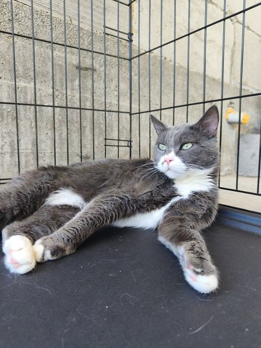 Котик Мультик в поиске дома