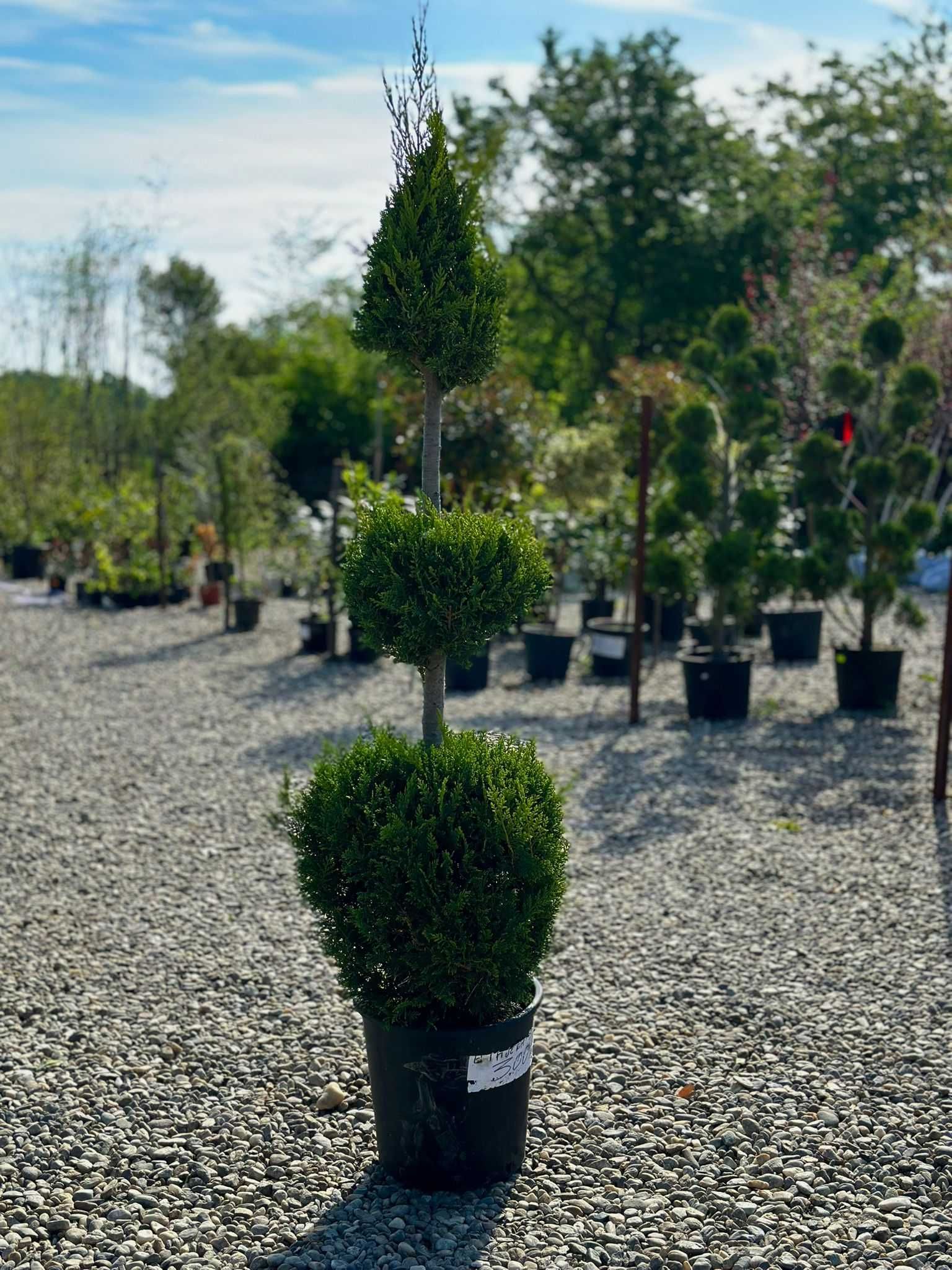 Plante Ornamentale de Orice specie