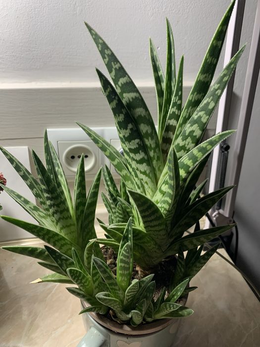 Ростки суккулентов и индийского лука