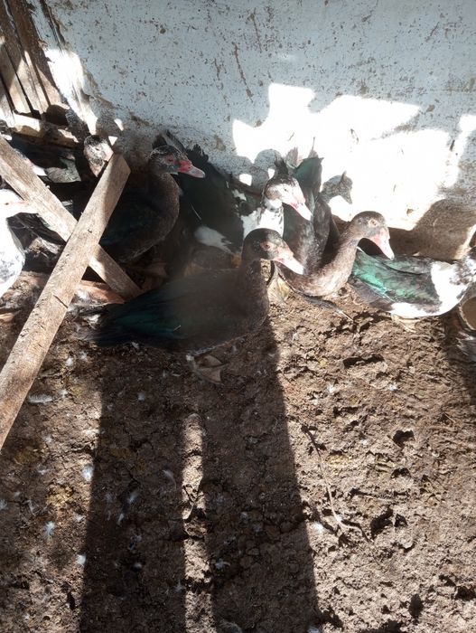 Индоутки домашнее