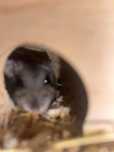 Donez hamster puiuti