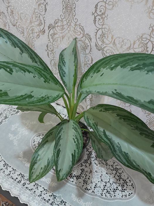 Экзотические цветы в копилочку.