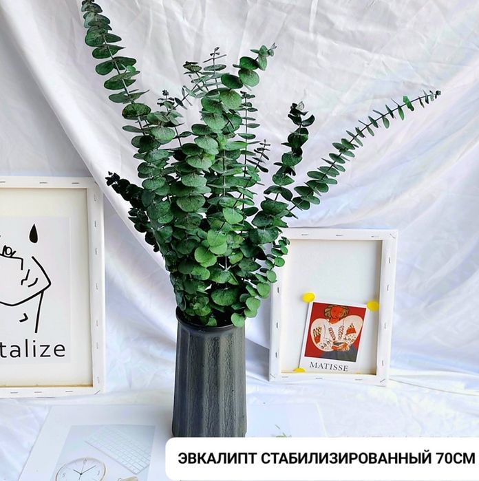 Сухоцветы эвкалипт
