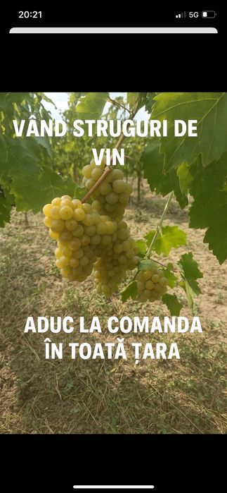 Strugurii de vin