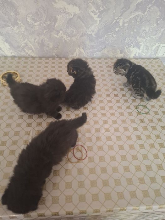 Продаются шотладские вислоухие котята